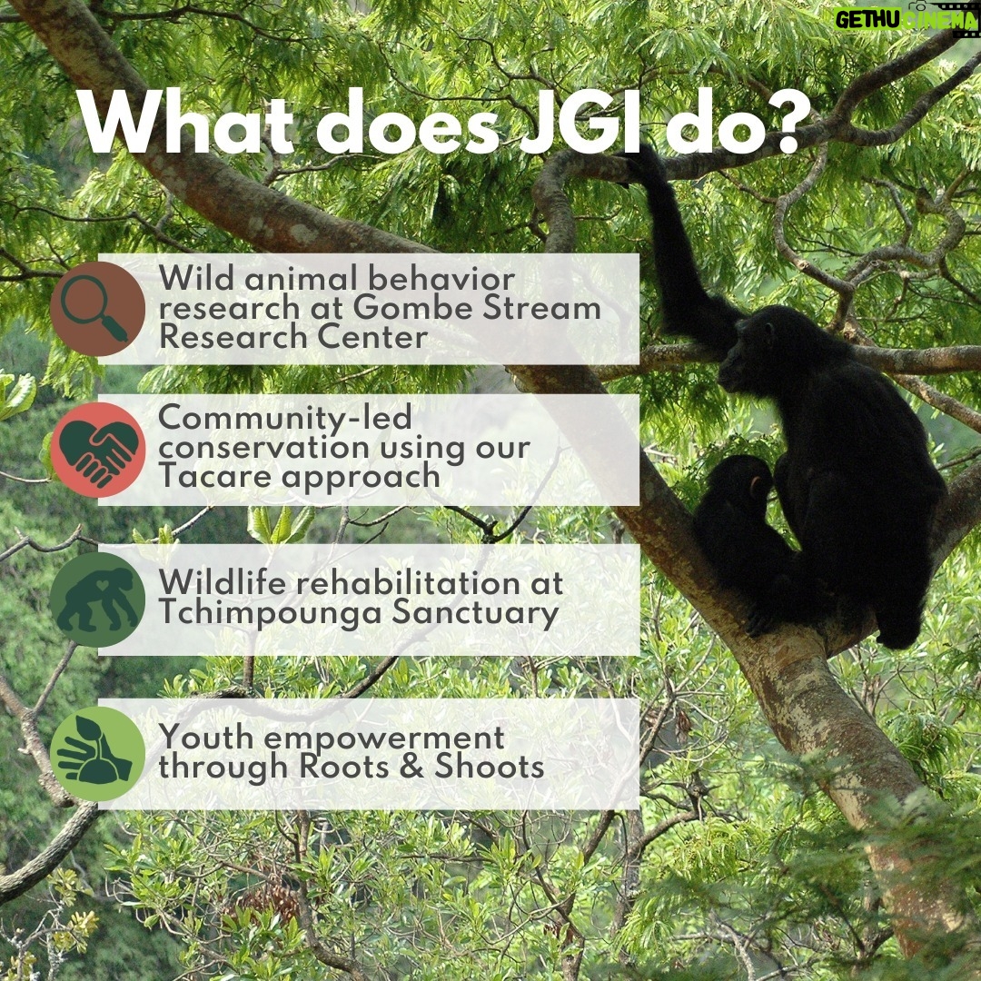 Jane Goodall Instagram - Many people know Dr. Jane Goodall, but you may not know the Jane Goodall Institute! So let's introduce ourselves... The Jane Goodall Institute is a global, community-led conservation organization founded in 1977 that advances the vision and work of Dr. Jane Goodall. Each of our impactful programs is rooted in Jane's story and unique approach to looking a the world. Here's a look at what we're focused on at JGI-USA: π Continued research into wild animal behavior β especially chimpanzees β at Gombe Stream Research Center in Tanzania πΏ Community-led conservation, using our Tacare approach to work with communities to find solutions to the drivers of conservation issues π«Ά Best-in-class wildlife rehabilitation at our Tchimpounga Chimpanzee Rehabilitation Center in the Republic of Congo π± Youth empowerment through our youth action program, @rootsandshoots , which teaches through service learning projects Join us in inspiring hope and transforming it into action π . . . . . #janegoodall #janegoodallinstitute #chimpanzees #conservation #nonprofit #chimpanzeeconservation #interconnected #communityledconservation #communityconservation #wildlife #africanwildlife #tacare #rootsandshoots #youthaction #youthempowerment #servicelearning #community #communityprojects