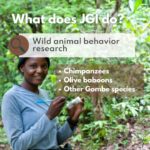 Jane Goodall Instagram - 🔍 Let's take a deep dive into the Jane Goodall Institute's wild animal behavior research! Jane's observations of chimpanzees in what is now Gombe, Tanzania, shaped the way we view the animal world, and continuing to learn about chimpanzees — and the many other species who share their ecosystems — is essential to protecting them! Here are some ongoing studies: 🐵 The longest-running wild chimpanzee study in the world continues in Gombe, Tanzania! JGI funds research to continue studying our closest genetic relatives, and together we're learning so much. 📝 Also in Gombe, Tanzania, is a long-term study of olive baboons, led by Dr. Anthony Collins. This study has been going since 1972! 🌿 There are wild populations of chimpanzees that live around JGI's Tchimpounga Sanctuary in the Republic of the Congo. JGI-RoC staff monitor their behavior to know when it's safe to play outside with baby chimpanzees at the center. 📱 Teams of researchers also leverage the newest technology to monitor and study the larger biodiversity of these ecosystems, especially in Gombe, Tanzania. Help fund continued research at Gombe Stream National Park by becoming or gifting a Gombe Science Hero — LINK IN BIO 📸 credits: Image 1: JGI/Fernando Turmo Image 2: Stephano Lihedule Image 3 4: Nick Riley Photography Image 5: JGI/Anne Mosser . . . . . #wildliferesearch #Gombe #Tchimpounga #biodiversity #baboons #baboonresearch #chimpanzeeresearch #baboonconservation #bioacoustics #janegoodall #janegoodallinstitute #chimpanzees #conservation #nonprofit #chimpanzeeconservation #interconnected #communityledconservation #communityconservation #wildlife #africanwildlife