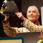 Jane Goodall Instagram - Have you met Mr. H? 🐒 This monkey plushy has been with Jane on many adventures — including when she was named a @unitednations Messenger of Peace (last slide)! Mr. H was given to Jane by Gary Haun (slide 2), a man who lost his eyesight at 21 years old, who pursued his dreams of being a magician despite the challenges of working in a field known for visual techniques. As Jane often shares, Gary initially thought he was giving her a chimpanzee plushy, until she had him feel that Mr. H had a tail (chimpanzees and other great apes don’t have tails, but monkeys do). Jane was deeply inspired by Gary’s story, and so she decided to carry Mr. H as a symbol of the indomitable human spirit — one of her four main reasons for hope! 📸 credits: Video: JGI Image 1: Roger Kyler Image 2: Roy Borghouts Image 3: Michael Collopy Image 4: UN Dept of Public Information Alt Text Slide 1: Video of Dr. Jane Goodall in a sunlit room holding a monkey plushie and answering the question “What is the story behind the plush toy monkey you’re holding” Slide 2: A photo of Jane with Gary Haun, who is wearing sunglasses and a magician’s hat, both holding Mr. H in between them. Slide 3: photo of Jane at a podium holding up Mr. H to the audience with one hand presenting his tail. Slide 4: A photo of Jane with children who are petting Mr. H, because as Jane says, the inspiration rubs off. Slide 5: A photo of Jane and former UN Secretary-General Kofi Annan at her appointment ceremony as a United Nations Messenger of Peace in 2002 with Mr. H in between them. #MrH #Magician #JaneGoodall #JaneGoodallInstitute #JaneAt90 #Hope #HopeIntoAction #Education #StoryTime #Plushy #TravelCompanion #UN #MessengerOfPeace