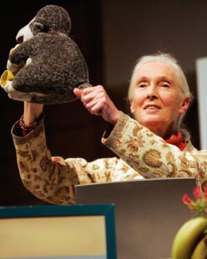 Jane Goodall Instagram - Have you met Mr. H? 🐒 This monkey plushy has been with Jane on many adventures — including when she was named a @unitednations Messenger of Peace (last slide)!

Mr. H was given to Jane by Gary Haun (slide 2), a man who lost his eyesight at 21 years old, who pursued his dreams of being a magician despite the challenges of working in a field known for visual techniques. As Jane often shares, Gary initially thought he was giving her a chimpanzee plushy, until she had him feel that Mr. H had a tail (chimpanzees and other great apes don’t have tails, but monkeys do). 

Jane was deeply inspired by Gary’s story, and so she decided to carry Mr. H as a symbol of the indomitable human spirit — one of her four main reasons for hope! 

📸 credits:
Video: JGI
Image 1: Roger Kyler
Image 2: Roy Borghouts
Image 3: Michael Collopy
Image 4: UN Dept of Public Information

Alt Text
Slide 1: Video of Dr. Jane Goodall in a sunlit room holding a monkey plushie and answering the question “What is the story behind the plush toy monkey you’re holding”
Slide 2: A photo of Jane with Gary Haun, who is wearing sunglasses and a magician’s hat, both holding Mr. H in between them. 
Slide 3: photo of Jane at a podium holding up Mr. H to the audience with one hand presenting his tail.
Slide 4: A photo of Jane with children who are petting Mr. H, because as Jane says, the inspiration rubs off. 
Slide 5: A photo of Jane and former UN Secretary-General Kofi Annan at her appointment ceremony as a United Nations Messenger of Peace in 2002 with Mr. H in between them. 

#MrH #Magician #JaneGoodall #JaneGoodallInstitute #JaneAt90 #Hope #HopeIntoAction #Education #StoryTime #Plushy #TravelCompanion #UN #MessengerOfPeace