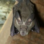 Jane Goodall Instagram - 🦇 Happy Bat Appreciation Day! 🌿 Local folklore often portrays bats as guardians of the forest, with their nocturnal presence representing a connection to the spirit world. A real hero to their local ecosystems, they might be even better than Batman! Learn more about their various roles: 🌼 Pollination Powerhouses: Bats are key pollinators for many plants native to Gombe, ensuring the continued growth of our diverse flora. 🌱Seed Sowers: By feasting on fruits and dispersing seeds, bats contribute to the regeneration and richness of our forest’s vegetation. 🍴Natural Pest Managers: With their voracious appetite for insects, bats help control pest populations, preserving the delicate balance of Gombe’s ecosystem. 📈Ecosystem Barometers: Changes in bat populations serve as indicators of the forest’s health, alerting us to environmental shifts that may affect other species. Let’s give a round of applause for these winged superheroes! 🦸‍♂️🌟 📷 Bill Wallauer Slide 1-3: photos of a fuzzy brown bat with big ears hanging upside down from a rafter beam of a tropical hut with a tin roof. #BatAppreciationDay #GombeForest #EcosystemHeroes #ConservationEfforts #JaneGoodall #JaneGoodallInstitute #Wildlife