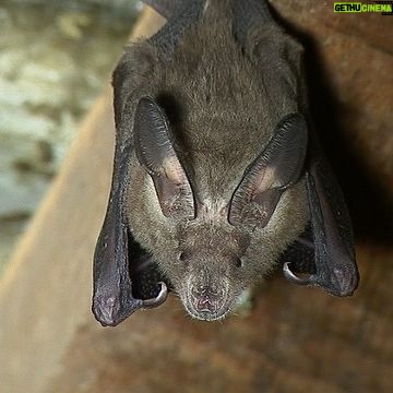 Jane Goodall Instagram - 🦇 Happy Bat Appreciation Day! 🌿 Local folklore often portrays bats as guardians of the forest, with their nocturnal presence representing a connection to the spirit world. A real hero to their local ecosystems, they might be even better than Batman! Learn more about their various roles: 🌼 Pollination Powerhouses: Bats are key pollinators for many plants native to Gombe, ensuring the continued growth of our diverse flora. 🌱Seed Sowers: By feasting on fruits and dispersing seeds, bats contribute to the regeneration and richness of our forest’s vegetation. 🍴Natural Pest Managers: With their voracious appetite for insects, bats help control pest populations, preserving the delicate balance of Gombe’s ecosystem. 📈Ecosystem Barometers: Changes in bat populations serve as indicators of the forest’s health, alerting us to environmental shifts that may affect other species. Let’s give a round of applause for these winged superheroes! 🦸♂️🌟 📷 Bill Wallauer Slide 1-3: photos of a fuzzy brown bat with big ears hanging upside down from a rafter beam of a tropical hut with a tin roof. #BatAppreciationDay #GombeForest #EcosystemHeroes #ConservationEfforts #JaneGoodall #JaneGoodallInstitute #Wildlife