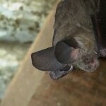 Jane Goodall Instagram - 🦇 Happy Bat Appreciation Day! 🌿 Local folklore often portrays bats as guardians of the forest, with their nocturnal presence representing a connection to the spirit world. A real hero to their local ecosystems, they might be even better than Batman! Learn more about their various roles: 🌼 Pollination Powerhouses: Bats are key pollinators for many plants native to Gombe, ensuring the continued growth of our diverse flora. 🌱Seed Sowers: By feasting on fruits and dispersing seeds, bats contribute to the regeneration and richness of our forest’s vegetation. 🍴Natural Pest Managers: With their voracious appetite for insects, bats help control pest populations, preserving the delicate balance of Gombe’s ecosystem. 📈Ecosystem Barometers: Changes in bat populations serve as indicators of the forest’s health, alerting us to environmental shifts that may affect other species. Let’s give a round of applause for these winged superheroes! 🦸‍♂️🌟 📷 Bill Wallauer Slide 1-3: photos of a fuzzy brown bat with big ears hanging upside down from a rafter beam of a tropical hut with a tin roof. #BatAppreciationDay #GombeForest #EcosystemHeroes #ConservationEfforts #JaneGoodall #JaneGoodallInstitute #Wildlife