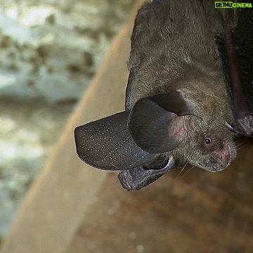 Jane Goodall Instagram - 🦇 Happy Bat Appreciation Day! 🌿 Local folklore often portrays bats as guardians of the forest, with their nocturnal presence representing a connection to the spirit world. A real hero to their local ecosystems, they might be even better than Batman! Learn more about their various roles: 🌼 Pollination Powerhouses: Bats are key pollinators for many plants native to Gombe, ensuring the continued growth of our diverse flora. 🌱Seed Sowers: By feasting on fruits and dispersing seeds, bats contribute to the regeneration and richness of our forest’s vegetation. 🍴Natural Pest Managers: With their voracious appetite for insects, bats help control pest populations, preserving the delicate balance of Gombe’s ecosystem. 📈Ecosystem Barometers: Changes in bat populations serve as indicators of the forest’s health, alerting us to environmental shifts that may affect other species. Let’s give a round of applause for these winged superheroes! 🦸♂️🌟 📷 Bill Wallauer Slide 1-3: photos of a fuzzy brown bat with big ears hanging upside down from a rafter beam of a tropical hut with a tin roof. #BatAppreciationDay #GombeForest #EcosystemHeroes #ConservationEfforts #JaneGoodall #JaneGoodallInstitute #Wildlife