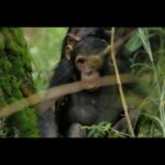 Jane Goodall Instagram - Arguably the most famous and iconic species of Gombe Stream National Park is the chimpanzee! Since Dr.Jane Goodall’s groundbreaking research in the 1960s, these captivating creatures have been at the forefront of scientific inquiry — making Gombe the epicenter of the longest-running, continuous study of wild chimpanzees, conducted by the Jane Goodall Institute 🔍 Chimpanzees are wonderfully unique individuals, with full lives and close friendships. In this enchanting video, two young chimpanzees play enthusiastically against the backdrop of their lush forest home, not so different from human children! It‘s no surprise that humans and chimpanzees share over 98% of their DNA 🧬 From their playful antics to the intricacies of their social dynamics, every moment spent with chimpanzees is a testament to the richness of life in the wild. So join us in celebrating the incredible spirit of our closest living relatives in the animal kingdom🐵🎉 #JaneGoodall #JaneGoodallInstitute #GombeBiodiversity #UNBiodiversity 🎥 credit: JGI/Bill Wallauer