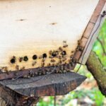 Jane Goodall Instagram – π Happy World Bee Day! π
Bees may be small, but they play a large role in keeping ecosystems running through pollination. They also lend a helping hand (er, wing?) to our community-led conservation efforts!
To decrease reliance on activities like the wild meat trade, JGI supports sustainable, alternative livelihoods that help people and their environment. Beekeeping is one such livelihood, with JGI staff at @janegoodallinstitute_tanzania , @janegoodall_ug , and JGI – Republic of the Congo providing training and equipment in local communities.
With these resources, community members can support themselves, their families, and their communities in a way that maintains the local ecosystem! Learn more about alternative livelihoods β LINK IN BIO
πΈ credit:
Image 1: JGI/Shawn Sweeney
Image 2 3: JGI/Fernando Turmo
.
.
.
.
.
#worldbeeday #beeday #savethebees #pollinators #sustainability #sustainablelivelihoods #beekeeping #smallbusiness #janegoodall #janegoodallinstitute #chimpanzees #conservation #nonprofit #chimpanzeeconservation #interconnected #communityledconservation #communityconservation #wildlife #africanwildlife #tacare