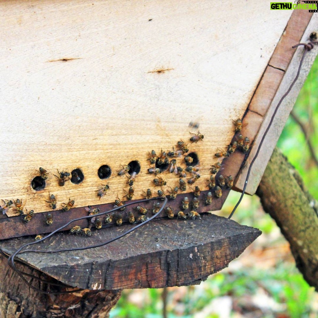 Jane Goodall Instagram - π Happy World Bee Day! π Bees may be small, but they play a large role in keeping ecosystems running through pollination. They also lend a helping hand (er, wing?) to our community-led conservation efforts! To decrease reliance on activities like the wild meat trade, JGI supports sustainable, alternative livelihoods that help people and their environment. Beekeeping is one such livelihood, with JGI staff at @janegoodallinstitute_tanzania , @janegoodall_ug , and JGI - Republic of the Congo providing training and equipment in local communities. With these resources, community members can support themselves, their families, and their communities in a way that maintains the local ecosystem! Learn more about alternative livelihoods β LINK IN BIO πΈ credit: Image 1: JGI/Shawn Sweeney Image 2 3: JGI/Fernando Turmo . . . . . #worldbeeday #beeday #savethebees #pollinators #sustainability #sustainablelivelihoods #beekeeping #smallbusiness #janegoodall #janegoodallinstitute #chimpanzees #conservation #nonprofit #chimpanzeeconservation #interconnected #communityledconservation #communityconservation #wildlife #africanwildlife #tacare