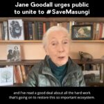 Jane Goodall Instagram - Please share to reach President @bongbongmarcos @pcogovph @lizamarcos — Renowned ethologist & activist Dr. Jane Goodall, DBE, Founder of the Jane Goodall Institute (JGI) and UN Messenger of Peace, joins #NadineLustre, #SB19_JUSTIN, @GretaThunberg & more to #SaveMasungi. Jane was a trailblazer in the study of chimpanzees in the wild and helped demonstrate their striking similarities to humans. Her current activism is an inspiration and a shining light to all those working in conservation. 🙏 Thank you, @janegoodallinst