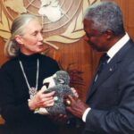 Jane Goodall Instagram - Have you met Mr. H? 🐒 This monkey plushy has been with Jane on many adventures — including when she was named a @unitednations Messenger of Peace (last slide)! Mr. H was given to Jane by Gary Haun (slide 2), a man who lost his eyesight at 21 years old, who pursued his dreams of being a magician despite the challenges of working in a field known for visual techniques. As Jane often shares, Gary initially thought he was giving her a chimpanzee plushy, until she had him feel that Mr. H had a tail (chimpanzees and other great apes don’t have tails, but monkeys do). Jane was deeply inspired by Gary’s story, and so she decided to carry Mr. H as a symbol of the indomitable human spirit — one of her four main reasons for hope! 📸 credits: Video: JGI Image 1: Roger Kyler Image 2: Roy Borghouts Image 3: Michael Collopy Image 4: UN Dept of Public Information Alt Text Slide 1: Video of Dr. Jane Goodall in a sunlit room holding a monkey plushie and answering the question “What is the story behind the plush toy monkey you’re holding” Slide 2: A photo of Jane with Gary Haun, who is wearing sunglasses and a magician’s hat, both holding Mr. H in between them. Slide 3: photo of Jane at a podium holding up Mr. H to the audience with one hand presenting his tail. Slide 4: A photo of Jane with children who are petting Mr. H, because as Jane says, the inspiration rubs off. Slide 5: A photo of Jane and former UN Secretary-General Kofi Annan at her appointment ceremony as a United Nations Messenger of Peace in 2002 with Mr. H in between them. #MrH #Magician #JaneGoodall #JaneGoodallInstitute #JaneAt90 #Hope #HopeIntoAction #Education #StoryTime #Plushy #TravelCompanion #UN #MessengerOfPeace