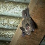 Jane Goodall Instagram - 🦇 Happy Bat Appreciation Day! 🌿 Local folklore often portrays bats as guardians of the forest, with their nocturnal presence representing a connection to the spirit world. A real hero to their local ecosystems, they might be even better than Batman! Learn more about their various roles: 🌼 Pollination Powerhouses: Bats are key pollinators for many plants native to Gombe, ensuring the continued growth of our diverse flora. 🌱Seed Sowers: By feasting on fruits and dispersing seeds, bats contribute to the regeneration and richness of our forest’s vegetation. 🍴Natural Pest Managers: With their voracious appetite for insects, bats help control pest populations, preserving the delicate balance of Gombe’s ecosystem. 📈Ecosystem Barometers: Changes in bat populations serve as indicators of the forest’s health, alerting us to environmental shifts that may affect other species. Let’s give a round of applause for these winged superheroes! 🦸‍♂️🌟 📷 Bill Wallauer Slide 1-3: photos of a fuzzy brown bat with big ears hanging upside down from a rafter beam of a tropical hut with a tin roof. #BatAppreciationDay #GombeForest #EcosystemHeroes #ConservationEfforts #JaneGoodall #JaneGoodallInstitute #Wildlife