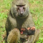 Jane Goodall Instagram - 🌼🌿 Happy May Day! 🌿🌼 This month marks the anniversary of a magnificent moment for the Jane Goodall Institute team: In May 2020, an olive baboon at the Gombe Stream Research Center remarkably gave birth to twins. This marked only the second time this has happened in in the history of the research center, which has been observing these fascinating creatures since 1967. Twins in the world of baboons are a rare gem, occurring just once in every 1,000 births among these social primates. 🐒🌸 📷 Bill Wallauer #JaneGoodall #JaneGoodallInstitute #JGI #Wildlife #WildlifeConservation #CommunityLed #Conservation #Baboons #Twins #TwinBirth #Primate #Primatology #MayDay #May