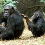 Jane Goodall Instagram - Chimpanzees have been known to step into nontraditional motherhood roles — just like humans! On this Mother's Day, let's celebrate mother figures of all forms 💐 🌳 #DidYouKnow that chimpanzees sometimes adopt youngsters who have lost their parents? A famous example is La Vieille, a chimpanzee at Tchimpounga who helped JGI staff raise many young chimpanzees orphaned through the illegal wildlife trade. 🌿 Caretakers don't have to be related by blood! At Tchimpounga Sanctuary, Anzac has been seen helping new mom Lucie by babysitting her twin infants. The babies feel safe with Anzac, and Lucie clearly trusts her friend to watch over them. 🌱 Older siblings often help their moms care for younger siblings! Gaia from the "G family" of the Gombe chimpanzees is famous for taking care of her twin siblings, Golden and Glitter, so much so that Jane referred to her as their guardian. These step-in parents raised resilient and compassionate chimpanzees, and captured our hearts 💚 When La Vieille passed away in 2016, Jane wrote a heartwarming tribute to her work — LINK IN BIO 📸 credits: Image 1: Kristin J Mosher Image 2 3: JGI/Fernando Turmo . . . . . #Gombe #Tchimpounga #animalparents #mothersday #animalmoms #chimpanzeebehavior #janegoodall #janegoodallinstitute #chimpanzees #conservation #nonprofit #chimpanzeeconservation #interconnected #communityledconservation #communityconservation #wildlife #africanwildlife #tacare