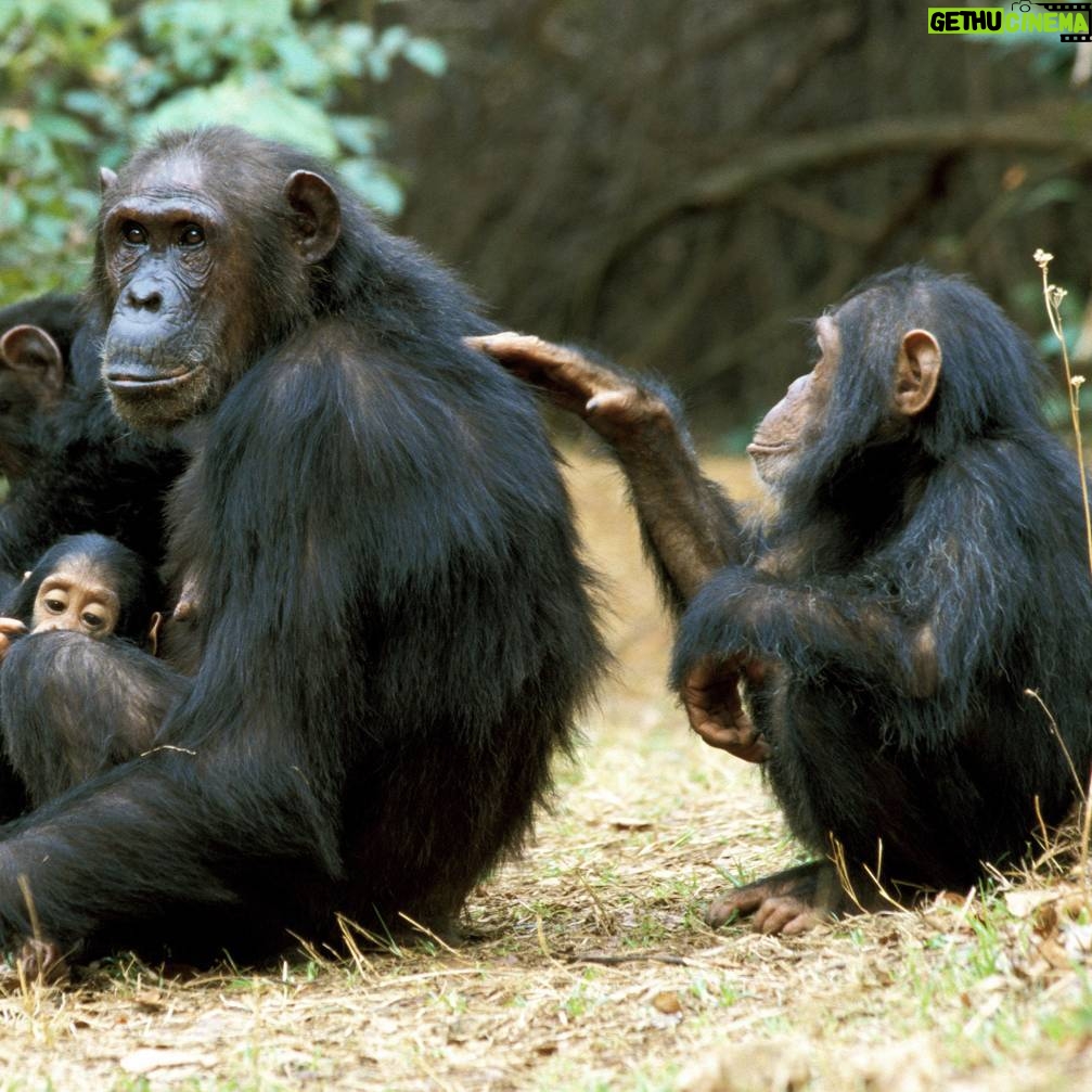 Jane Goodall Instagram - Chimpanzees have been known to step into nontraditional motherhood roles β just like humans! On this Mother's Day, let's celebrate mother figures of all forms π π³ #DidYouKnow that chimpanzees sometimes adopt youngsters who have lost their parents? A famous example is La Vieille, a chimpanzee at Tchimpounga who helped JGI staff raise many young chimpanzees orphaned through the illegal wildlife trade. πΏ Caretakers don't have to be related by blood! At Tchimpounga Sanctuary, Anzac has been seen helping new mom Lucie by babysitting her twin infants. The babies feel safe with Anzac, and Lucie clearly trusts her friend to watch over them. π± Older siblings often help their moms care for younger siblings! Gaia from the "G family" of the Gombe chimpanzees is famous for taking care of her twin siblings, Golden and Glitter, so much so that Jane referred to her as their guardian. These step-in parents raised resilient and compassionate chimpanzees, and captured our hearts π When La Vieille passed away in 2016, Jane wrote a heartwarming tribute to her work β LINK IN BIO πΈ credits: Image 1: Kristin J Mosher Image 2 3: JGI/Fernando Turmo . . . . . #Gombe #Tchimpounga #animalparents #mothersday #animalmoms #chimpanzeebehavior #janegoodall #janegoodallinstitute #chimpanzees #conservation #nonprofit #chimpanzeeconservation #interconnected #communityledconservation #communityconservation #wildlife #africanwildlife #tacare