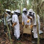 Jane Goodall Instagram - 🐝 Happy World Bee Day! 🐝 Bees may be small, but they play a large role in keeping ecosystems running through pollination. They also lend a helping hand (er, wing?) to our community-led conservation efforts! To decrease reliance on activities like the wild meat trade, JGI supports sustainable, alternative livelihoods that help people and their environment. Beekeeping is one such livelihood, with JGI staff at @janegoodallinstitute_tanzania , @janegoodall_ug , and JGI - Republic of the Congo providing training and equipment in local communities. With these resources, community members can support themselves, their families, and their communities in a way that maintains the local ecosystem! Learn more about alternative livelihoods — LINK IN BIO 📸 credit: Image 1: JGI/Shawn Sweeney Image 2 3: JGI/Fernando Turmo . . . . . #worldbeeday #beeday #savethebees #pollinators #sustainability #sustainablelivelihoods #beekeeping #smallbusiness #janegoodall #janegoodallinstitute #chimpanzees #conservation #nonprofit #chimpanzeeconservation #interconnected #communityledconservation #communityconservation #wildlife #africanwildlife #tacare