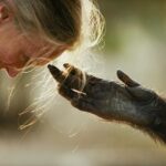 Jane Goodall Instagram - We are overjoyed to present an exclusive collection of signed prints by the esteemed Dr. Jane Goodall herself! These are moments that left an indelible mark on history, including Jane’s iconic self-portrait from her formative years in Gombe, alongside captivating photos of her beloved chimpanzee companions. We also have this iconic moment captured by legendary @natgeo photographer Mike “Nick” Nichols, @michaelnicknichols as he watched Jane approach the cage of a dangerous and aggressive male chimpanzee. Disarming him with a language cultivated through years of intimate research, she extends a simple yet profound gesture—offering her hair for him to touch.. It was a simple moment that came to represent the essence of Dr. Goodall’s lifelong dedication to wildlife conservation. It’s important to note that Dr. Goodall does not endorse handling or close proximity to wildlife, but this historic moment serves as a poignant reminder of the profound understanding she had of these creatures’ sentience. Join us as we embark on a 90-day journey celebrating the breathtaking photography of pioneering female artists, each image inspired by the enduring legacy of Jane Goodall. Act soon to secure your piece of history - link in bio! #HappyBirthdayJane #CelebratingJaneGoodall #environment #chimpanzee #conservation #photography #womeninstem @janegoodallinst