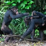 Jane Goodall Instagram - Chimpanzees have been known to step into nontraditional motherhood roles — just like humans! On this Mother's Day, let's celebrate mother figures of all forms 💐 🌳 #DidYouKnow that chimpanzees sometimes adopt youngsters who have lost their parents? A famous example is La Vieille, a chimpanzee at Tchimpounga who helped JGI staff raise many young chimpanzees orphaned through the illegal wildlife trade. 🌿 Caretakers don't have to be related by blood! At Tchimpounga Sanctuary, Anzac has been seen helping new mom Lucie by babysitting her twin infants. The babies feel safe with Anzac, and Lucie clearly trusts her friend to watch over them. 🌱 Older siblings often help their moms care for younger siblings! Gaia from the "G family" of the Gombe chimpanzees is famous for taking care of her twin siblings, Golden and Glitter, so much so that Jane referred to her as their guardian. These step-in parents raised resilient and compassionate chimpanzees, and captured our hearts 💚 When La Vieille passed away in 2016, Jane wrote a heartwarming tribute to her work — LINK IN BIO 📸 credits: Image 1: Kristin J Mosher Image 2 3: JGI/Fernando Turmo . . . . . #Gombe #Tchimpounga #animalparents #mothersday #animalmoms #chimpanzeebehavior #janegoodall #janegoodallinstitute #chimpanzees #conservation #nonprofit #chimpanzeeconservation #interconnected #communityledconservation #communityconservation #wildlife #africanwildlife #tacare