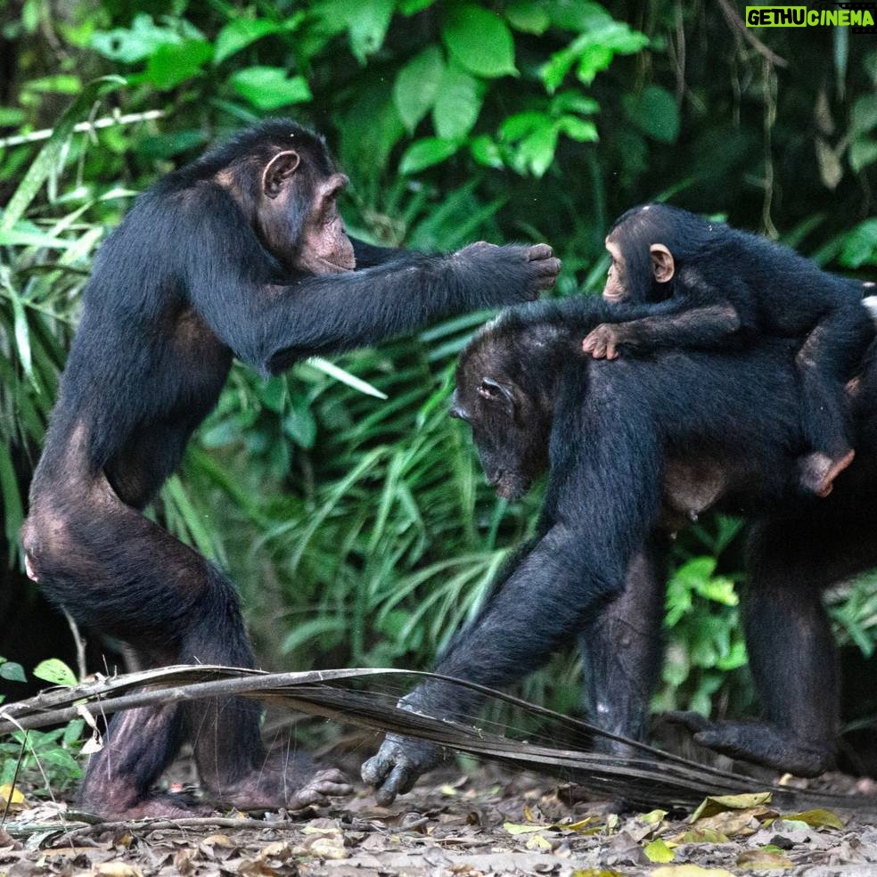 Jane Goodall Instagram - Chimpanzees have been known to step into nontraditional motherhood roles β just like humans! On this Mother's Day, let's celebrate mother figures of all forms π π³ #DidYouKnow that chimpanzees sometimes adopt youngsters who have lost their parents? A famous example is La Vieille, a chimpanzee at Tchimpounga who helped JGI staff raise many young chimpanzees orphaned through the illegal wildlife trade. πΏ Caretakers don't have to be related by blood! At Tchimpounga Sanctuary, Anzac has been seen helping new mom Lucie by babysitting her twin infants. The babies feel safe with Anzac, and Lucie clearly trusts her friend to watch over them. π± Older siblings often help their moms care for younger siblings! Gaia from the "G family" of the Gombe chimpanzees is famous for taking care of her twin siblings, Golden and Glitter, so much so that Jane referred to her as their guardian. These step-in parents raised resilient and compassionate chimpanzees, and captured our hearts π When La Vieille passed away in 2016, Jane wrote a heartwarming tribute to her work β LINK IN BIO πΈ credits: Image 1: Kristin J Mosher Image 2 3: JGI/Fernando Turmo . . . . . #Gombe #Tchimpounga #animalparents #mothersday #animalmoms #chimpanzeebehavior #janegoodall #janegoodallinstitute #chimpanzees #conservation #nonprofit #chimpanzeeconservation #interconnected #communityledconservation #communityconservation #wildlife #africanwildlife #tacare