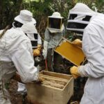 Jane Goodall Instagram - 🐝 Happy World Bee Day! 🐝 Bees may be small, but they play a large role in keeping ecosystems running through pollination. They also lend a helping hand (er, wing?) to our community-led conservation efforts! To decrease reliance on activities like the wild meat trade, JGI supports sustainable, alternative livelihoods that help people and their environment. Beekeeping is one such livelihood, with JGI staff at @janegoodallinstitute_tanzania , @janegoodall_ug , and JGI - Republic of the Congo providing training and equipment in local communities. With these resources, community members can support themselves, their families, and their communities in a way that maintains the local ecosystem! Learn more about alternative livelihoods — LINK IN BIO 📸 credit: Image 1: JGI/Shawn Sweeney Image 2 3: JGI/Fernando Turmo . . . . . #worldbeeday #beeday #savethebees #pollinators #sustainability #sustainablelivelihoods #beekeeping #smallbusiness #janegoodall #janegoodallinstitute #chimpanzees #conservation #nonprofit #chimpanzeeconservation #interconnected #communityledconservation #communityconservation #wildlife #africanwildlife #tacare