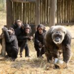 Jane Goodall Instagram - Chimpanzees have been known to step into nontraditional motherhood roles — just like humans! On this Mother's Day, let's celebrate mother figures of all forms 💐 🌳 #DidYouKnow that chimpanzees sometimes adopt youngsters who have lost their parents? A famous example is La Vieille, a chimpanzee at Tchimpounga who helped JGI staff raise many young chimpanzees orphaned through the illegal wildlife trade. 🌿 Caretakers don't have to be related by blood! At Tchimpounga Sanctuary, Anzac has been seen helping new mom Lucie by babysitting her twin infants. The babies feel safe with Anzac, and Lucie clearly trusts her friend to watch over them. 🌱 Older siblings often help their moms care for younger siblings! Gaia from the "G family" of the Gombe chimpanzees is famous for taking care of her twin siblings, Golden and Glitter, so much so that Jane referred to her as their guardian. These step-in parents raised resilient and compassionate chimpanzees, and captured our hearts 💚 When La Vieille passed away in 2016, Jane wrote a heartwarming tribute to her work — LINK IN BIO 📸 credits: Image 1: Kristin J Mosher Image 2 3: JGI/Fernando Turmo . . . . . #Gombe #Tchimpounga #animalparents #mothersday #animalmoms #chimpanzeebehavior #janegoodall #janegoodallinstitute #chimpanzees #conservation #nonprofit #chimpanzeeconservation #interconnected #communityledconservation #communityconservation #wildlife #africanwildlife #tacare