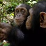 Jane Goodall Instagram – 🌿 Meet Perrine, Zeze, and Covid — three young members of JGI’s Tchimpounga Chimpanzee Rehabilitation Center! In December 2020, these adorable chimps were successfully integrated into the Nursery Group, where the youngest and most vulnerable rescues find love and new friendships. 🐵💕
🍃 After months of careful introductions supervised by our dedicated caregivers, they’re now enjoying their time in the outdoor enclosure, exploring the forest and forming bonds with their new family members like George and Kabi. We’re thrilled to share this heartwarming video of their forest adventures!
🙏 Thanks to the incredible support from our community, Tchimpounga offers a vital second chance to chimpanzees in need.
Want to make a direct impact? Consider becoming a Chimpanzee Guardian today. Your support provides expert care and a hopeful future for these amazing animals. 🌍💚
👉 Find out how you can help: LINK IN BIO or visit shop.janegoodall.org/chimpguardian
🎥 JGI/Fernando Turmo
#JaneGoodall #ChimpanzeeConservation #Tchimpounga #AnimalRescue #WildlifeProtection #ChimpanzeeGuardian #BeTheChange #ConservationHeroes