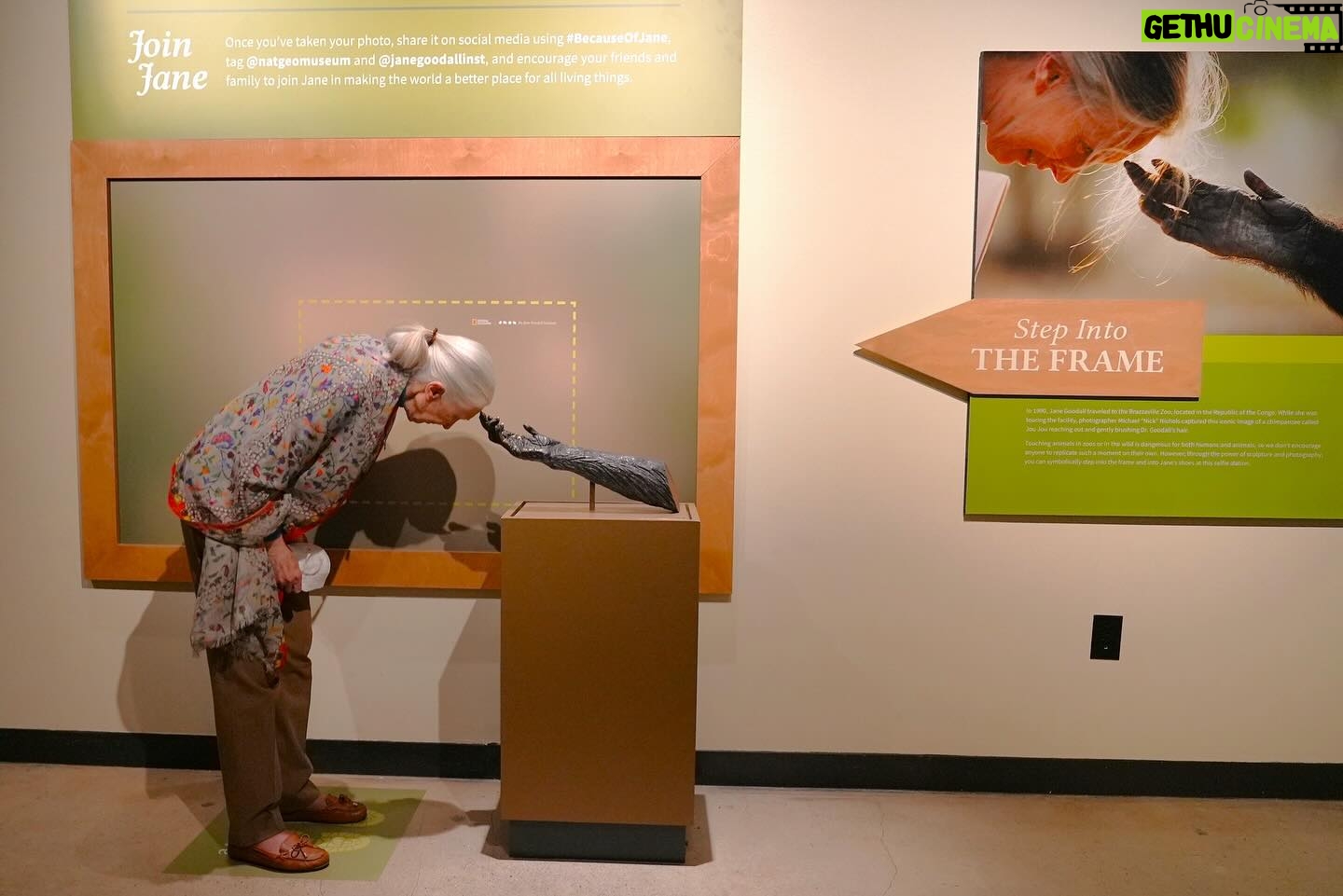 Jane Goodall Instagram - Happy International Museum Day! 📚🏛️🔍 At the Jane Goodall Institute, we’re so proud to collaborate with these centers of learning and culture, especially through our own traveling #BecomingJane exhibition with @insidenatgeo ! “Becoming Jane: The Evolution of Dr. Jane Goodall” follows Jane’s journey from a young woman who dreamed of living with wild animals, to the global icon we know today. Take a step inside a recreation of Jane’s research camp in Gombe, Tanzania, learn about the research that has continued since these early days, and hear from a hologram-like projection of Dr. Goodall as she shares her memories from that extraordinary time. Have you explored the exhibition yet? Now’s the last chance for folks in #SaltLakeCity, UT to see it at @nhmu before it departs on May 28. But not to worry — the adventure continues at @thedurhammuseum in #Omaha, NE where the exhibition will be opening on June 22! Learn more — LINKS IN BIO 📸 credit: Jonathan Orr ..... #museumday #museums #education #thingstodoinsaltlakecity #thingstodoinomaha #exhibition #janegoodall #janegoodallinstitute #chimpanzees #conservation #nonprofit #chimpanzeeconservation #interconnected #communityledconservation #communityconservation #wildlife #africanwildlife #tacare Alt text: A photo of an elderly, feminine person with pale skin and white hair pulled into a ponytail (Dr. Jane Goodall) participating in an interactive display, a part of the exhibit aimed at recreating one of her iconic photos. She is leaning her head down to touch the fingertips on a metal sculpture of a chimpanzee arm reaching out. Behind and to the right of her is the famous photograph in question—a younger Jane similarly posed but her head touched by a real chimpanzee in Gombe. A photo of an elderly, feminine person with pale skin and white hair pulled into a ponytail (Dr. Jane Goodall) looking up at a museum display showcasing photos from her life, awards she has won, books, art, and more. A photo of an elderly, feminine person with pale skin and white hair pulled into a ponytail (Dr. Jane Goodall) looking at a glass case with a green platform inside, and a telescope resting on the platform.