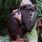 Jane Goodall Instagram - 💚 Remember Wounda and the heartwarming hug she shared with Dr. Jane Goodall when released back into the wild? That was just the beginning of her incredible journey. ✨ To start this Mother’s Day weekend, we’re celebrating a truly unforgettable mom – Wounda the chimpanzee! 🌷 Since her release, Wounda has not only flourished in her natural habitat but has also become a loving mother, teaching her daughter, Hope, how to navigate the complexities of the forest. Her story is not just inspiring —it’s a powerful reminder of the resilience and tenderness shared by all mothers, of all species. Join us in celebrating Wounda and mothers everywhere who make this world a nurturing place for the next generation. 💕🐵 You can support chimpanzees like Wounda, rescued from the illegal wildlife trade, by becoming or gifting a Chimpanzee Guardian today! — LINK IN BIO 🎥 Fernando Turmo . . . #MothersDay #Wounda #Mom #ChimpanzeeMom #WildlifeConservation #MotherhoodInNature #JGIFamily #JaneGoodall #JaneGoodallInstitute #JGI #Wildlife #WildlifeConservation #CommunityLed #Conservation #Chimpanzees #Apes #Primates #ChimpanzeeBehavior #NonProfit