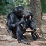 Jane Goodall Instagram - We are overjoyed to present an exclusive collection of signed prints by the esteemed Dr. Jane Goodall herself! These are moments that left an indelible mark on history, including Jane’s iconic self-portrait from her formative years in Gombe, alongside captivating photos of her beloved chimpanzee companions. We also have this iconic moment captured by legendary @natgeo photographer Mike “Nick” Nichols, @michaelnicknichols as he watched Jane approach the cage of a dangerous and aggressive male chimpanzee. Disarming him with a language cultivated through years of intimate research, she extends a simple yet profound gesture—offering her hair for him to touch.. It was a simple moment that came to represent the essence of Dr. Goodall’s lifelong dedication to wildlife conservation. It’s important to note that Dr. Goodall does not endorse handling or close proximity to wildlife, but this historic moment serves as a poignant reminder of the profound understanding she had of these creatures’ sentience. Join us as we embark on a 90-day journey celebrating the breathtaking photography of pioneering female artists, each image inspired by the enduring legacy of Jane Goodall. Act soon to secure your piece of history - link in bio! #HappyBirthdayJane #CelebratingJaneGoodall #environment #chimpanzee #conservation #photography #womeninstem @janegoodallinst