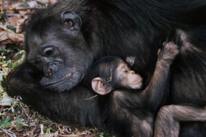 Jane Goodall Instagram - We are overjoyed to present an exclusive collection of signed prints by the esteemed Dr. Jane Goodall herself!

These are moments that left an indelible mark on history, including Jane’s iconic self-portrait from her formative years in Gombe, alongside captivating photos of her beloved chimpanzee companions.

We also have this iconic moment captured by legendary @natgeo photographer Mike “Nick” Nichols, @michaelnicknichols as he watched  Jane approach the cage of a dangerous and aggressive male chimpanzee. Disarming him with a language  cultivated through years of intimate research, she extends a simple yet profound gesture—offering her hair for him to touch.. It was a simple moment that came to represent  the essence of Dr. Goodall’s lifelong dedication to wildlife conservation.

It’s important to note that Dr. Goodall does not endorse handling or close proximity to wildlife, but this historic moment serves as a poignant reminder of the profound understanding she had of these creatures’ sentience. 

Join us as we embark on a 90-day journey celebrating the breathtaking photography of pioneering female artists, each image inspired by the enduring legacy of Jane Goodall. Act soon to secure your piece of history - link in bio!

#HappyBirthdayJane #CelebratingJaneGoodall #environment #chimpanzee #conservation #photography #womeninstem @janegoodallinst
