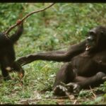 Jane Goodall Instagram - 🌿 Meet Flo, the Fearless Matriarch of Gombe! 🐵 First appearing in Jane’s camp in 1962, Flo, accompanied by her devoted children — Fifi, Figan, Faben, Flint, and Flame — exemplified the essence of motherhood in the chimpanzee world. Jane observed Flo as unwavering in her support of and dedication to her children. She was known for her distinctive notch in the ear and her steadfast spirit. Jane Goodall herself was moved to tears by the news of Flo's passing in 1972, a testament to the profound impact Flo had on all who knew her. Today, we honor Flo's memory and celebrate the extraordinary power of maternal love, which transcends species 🌳💚 #JGI #Gombe #Chimpanzees #JaneGoodallInstitute 📸: Hugo van Lawick Alt Text: Slide 1 - An elderly female chimpanzee sitting on the forest floor with her arm reaching out (left) towards a young infant chimpanzee swinging on a branch. Slide 2 - A family of 4 chimpanzees grooming on the forest floor.