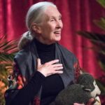 Jane Goodall Instagram - 🎉🎂 HAPPY 90TH BIRTHDAY, JANE! 🎂🎉 From your groundbreaking observations of chimpanzees to your current work as a global conservation advocate, you inspire hope and transform it into action 💚 🌎 Across oceans and continents, each Jane Goodall Institute chapter joins hands to celebrate the extraordinary woman who sparked a global movement for conservation and compassion. Here’s to your special day, filled with love, laughter, and endless inspiration! 📷 Sheri Determan, Courtesy of the Goodall Family, Judy Goodall, Jane Goodall, Hugo Van Lawick, JGI, Kathrin Simon, Michael Neugebauer, Rob Sassor, Stephanie S. Cordle/UMD, Stephen Lihedule, Courtesy of Animal Planet/Tigress Productions #GoodAllDay #JaneAt90 #JaneGoodall #JaneGoodallInstitute #BecauseOfJane #Birthday #90thBirthday #HopeIntoAction #TakeBoldAction #GlobalCommunity #Activism #Inspired #GlobalParty