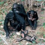 Jane Goodall Instagram - 🌿 Meet Flo, the Fearless Matriarch of Gombe! 🐵 First appearing in Jane’s camp in 1962, Flo, accompanied by her devoted children — Fifi, Figan, Faben, Flint, and Flame — exemplified the essence of motherhood in the chimpanzee world. Jane observed Flo as unwavering in her support of and dedication to her children. She was known for her distinctive notch in the ear and her steadfast spirit. Jane Goodall herself was moved to tears by the news of Flo's passing in 1972, a testament to the profound impact Flo had on all who knew her. Today, we honor Flo's memory and celebrate the extraordinary power of maternal love, which transcends species 🌳💚 #JGI #Gombe #Chimpanzees #JaneGoodallInstitute 📸: Hugo van Lawick Alt Text: Slide 1 - An elderly female chimpanzee sitting on the forest floor with her arm reaching out (left) towards a young infant chimpanzee swinging on a branch. Slide 2 - A family of 4 chimpanzees grooming on the forest floor.