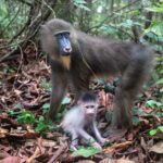 Jane Goodall Instagram - What could be better than seeing wildlife return to the wild? 🐒🌿 🔍🌳 A year ago, we celebrated the successful release of 12 mandrills from JGI's Tchimpounga Sanctuary in the Republic of Congo! Through a collaboration between JGI, Durham University , and @disney's Animals, Science, and Environment, a team of experts planned the slow reintroduction, including measures to continue to support these mandrills out in their new home. 🧪🧫 During the reintroduction process, scientists monitored the stress levels of the mandrills through fecal samples — a noninvasive method. The results were very encouraging. Just a month after they were moved into Conkouati-Douli National Park, most of the mandrills showed lower stress levels than they ever had in the sanctuary; after a year, these were halved! We often assume that wildlife is happier in the wild, but before this study, we never had proof! Since this initial reintroduction, four more mandrills have joined this group, with similar success. This win opens doors for further primate reintroductions. 💚🐵 Learn more — LINK IN BIO 📸 credit: JGI/Fernando Turmo . . . . . #wildlifereintroduction #wildrelease #wildliferesearch #mandrill #mandrillrelease #Tchimpounga #janegoodall #janegoodallinstitute #chimpanzees #conservation #nonprofit #chimpanzeeconservation #interconnected #communityledconservation #communityconservation #wildlife #africanwildlife #tacare