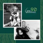 Jane Goodall Instagram - 🎉🎂 HAPPY 90TH BIRTHDAY, JANE! 🎂🎉 From your groundbreaking observations of chimpanzees to your current work as a global conservation advocate, you inspire hope and transform it into action 💚 🌎 Across oceans and continents, each Jane Goodall Institute chapter joins hands to celebrate the extraordinary woman who sparked a global movement for conservation and compassion. Here’s to your special day, filled with love, laughter, and endless inspiration! 📷 Sheri Determan, Courtesy of the Goodall Family, Judy Goodall, Jane Goodall, Hugo Van Lawick, JGI, Kathrin Simon, Michael Neugebauer, Rob Sassor, Stephanie S. Cordle/UMD, Stephen Lihedule, Courtesy of Animal Planet/Tigress Productions #GoodAllDay #JaneAt90 #JaneGoodall #JaneGoodallInstitute #BecauseOfJane #Birthday #90thBirthday #HopeIntoAction #TakeBoldAction #GlobalCommunity #Activism #Inspired #GlobalParty