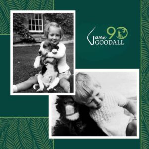 Jane Goodall Instagram - 🎉🎂 HAPPY 90TH BIRTHDAY, JANE! 🎂🎉

From your groundbreaking observations of chimpanzees to your current work as a global conservation advocate, you inspire hope and transform it into action 💚

🌎 Across oceans and continents, each Jane Goodall Institute chapter joins hands to celebrate the extraordinary woman who sparked a global movement for conservation and compassion. Here’s to your special day, filled with love, laughter, and endless inspiration!

📷 Sheri Determan, Courtesy of the Goodall Family, Judy Goodall, Jane Goodall, Hugo Van Lawick, JGI, Kathrin Simon, Michael Neugebauer, Rob Sassor, Stephanie S. Cordle/UMD, Stephen Lihedule, Courtesy of Animal Planet/Tigress Productions 

#GoodAllDay #JaneAt90 #JaneGoodall #JaneGoodallInstitute #BecauseOfJane #Birthday #90thBirthday #HopeIntoAction #TakeBoldAction #GlobalCommunity #Activism #Inspired #GlobalParty