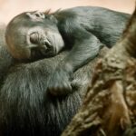 Jane Goodall Instagram – 🌿 *On the Road with Jane – Welcoming Baby Gorilla GAIA* 🦍
In an unforgettable moment at Prague Zoo (@zoopraha)Jane had the privilege of naming their newest gorilla baby, Gaia. Born in the zoo’s brand new gorilla enclosure, Gaia represents a beacon of hope for conservation. With gorillas facing dire threats in the wild, Prague Zoo’s successful captive breeding program stands as a testament to their commitment to safeguarding these majestic creatures. 🌱
Not only has the zoo welcomed Gaia, but also a charming baby orangutan and Siska, the delightful newborn pangolin.
Join us in celebrating these precious new lives that, just in the spirit of Jane, represent hope for endangered species! 🐾
📸 @richardladkani & @malaika.pictures in collab with @ageofunion filming Jane on her global tour. 🎥
#GorillaConservation #PragueZoo #BabyGorilla
#JaneGoodall
#PragueZoo #JaneGoodallInstitute
#AgeOfUnion
#MalaikaPictures
#RichardLadkani
#WildlifeConservation