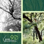 Jane Goodall Instagram - 🎉🎂 HAPPY 90TH BIRTHDAY, JANE! 🎂🎉 From your groundbreaking observations of chimpanzees to your current work as a global conservation advocate, you inspire hope and transform it into action 💚 🌎 Across oceans and continents, each Jane Goodall Institute chapter joins hands to celebrate the extraordinary woman who sparked a global movement for conservation and compassion. Here’s to your special day, filled with love, laughter, and endless inspiration! 📷 Sheri Determan, Courtesy of the Goodall Family, Judy Goodall, Jane Goodall, Hugo Van Lawick, JGI, Kathrin Simon, Michael Neugebauer, Rob Sassor, Stephanie S. Cordle/UMD, Stephen Lihedule, Courtesy of Animal Planet/Tigress Productions #GoodAllDay #JaneAt90 #JaneGoodall #JaneGoodallInstitute #BecauseOfJane #Birthday #90thBirthday #HopeIntoAction #TakeBoldAction #GlobalCommunity #Activism #Inspired #GlobalParty