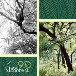 Jane Goodall Instagram - 🎉🎂 HAPPY 90TH BIRTHDAY, JANE! 🎂🎉

From your groundbreaking observations of chimpanzees to your current work as a global conservation advocate, you inspire hope and transform it into action 💚

🌎 Across oceans and continents, each Jane Goodall Institute chapter joins hands to celebrate the extraordinary woman who sparked a global movement for conservation and compassion. Here’s to your special day, filled with love, laughter, and endless inspiration!

📷 Sheri Determan, Courtesy of the Goodall Family, Judy Goodall, Jane Goodall, Hugo Van Lawick, JGI, Kathrin Simon, Michael Neugebauer, Rob Sassor, Stephanie S. Cordle/UMD, Stephen Lihedule, Courtesy of Animal Planet/Tigress Productions 

#GoodAllDay #JaneAt90 #JaneGoodall #JaneGoodallInstitute #BecauseOfJane #Birthday #90thBirthday #HopeIntoAction #TakeBoldAction #GlobalCommunity #Activism #Inspired #GlobalParty