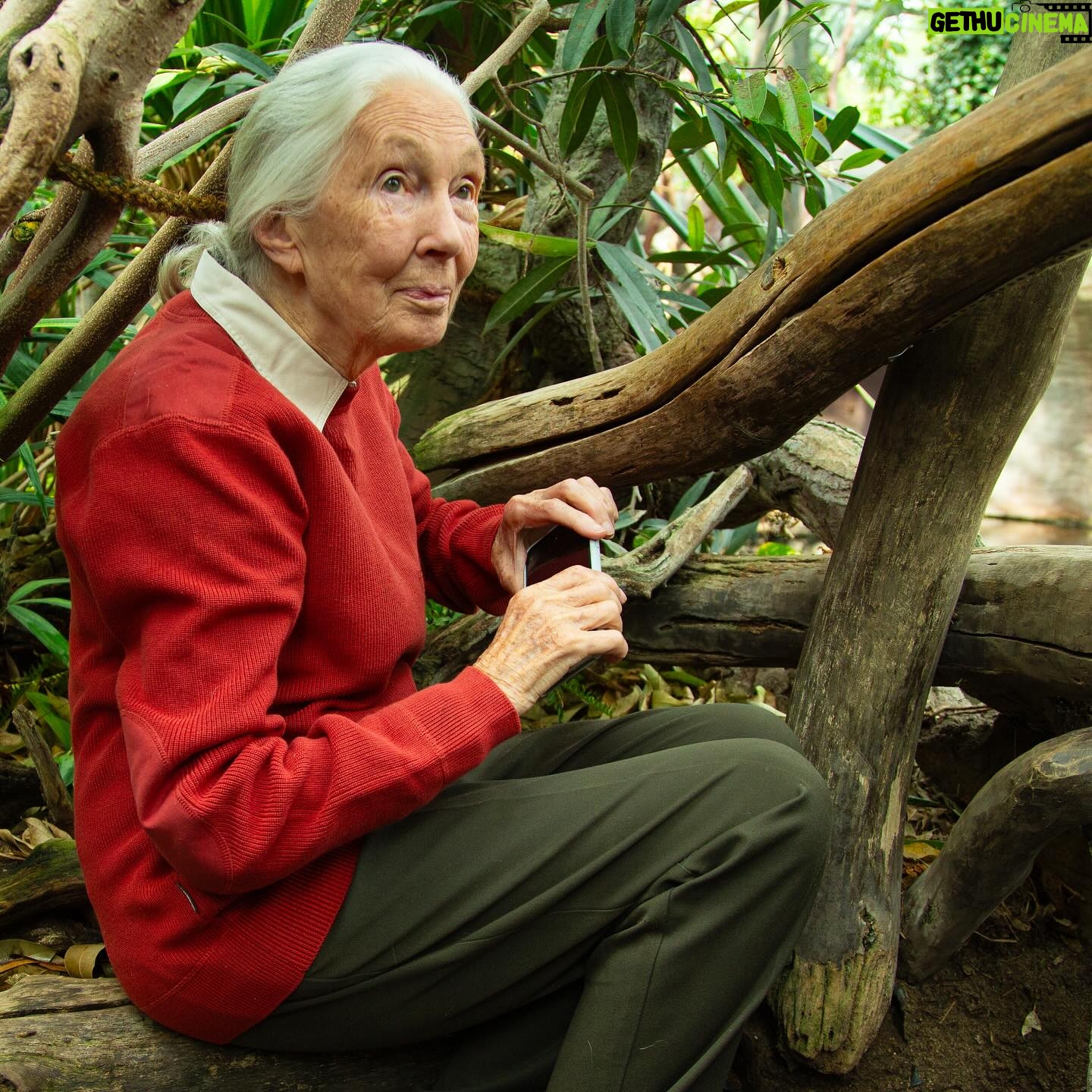 Jane Goodall Instagram - 🌿 *On the Road with Jane - Welcoming Baby Gorilla GAIA* 🦍 In an unforgettable moment at Prague Zoo (@zoopraha)Jane had the privilege of naming their newest gorilla baby, Gaia. Born in the zoo’s brand new gorilla enclosure, Gaia represents a beacon of hope for conservation. With gorillas facing dire threats in the wild, Prague Zoo’s successful captive breeding program stands as a testament to their commitment to safeguarding these majestic creatures. 🌱 Not only has the zoo welcomed Gaia, but also a charming baby orangutan and Siska, the delightful newborn pangolin. Join us in celebrating these precious new lives that, just in the spirit of Jane, represent hope for endangered species! 🐾 📸 @richardladkani & @malaika.pictures in collab with @ageofunion filming Jane on her global tour. 🎥 #GorillaConservation #PragueZoo #BabyGorilla #JaneGoodall #PragueZoo #JaneGoodallInstitute #AgeOfUnion #MalaikaPictures #RichardLadkani #WildlifeConservation