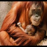 Jane Goodall Instagram – 🌿 *On the Road with Jane – Welcoming Baby Gorilla GAIA* 🦍
In an unforgettable moment at Prague Zoo (@zoopraha)Jane had the privilege of naming their newest gorilla baby, Gaia. Born in the zoo’s brand new gorilla enclosure, Gaia represents a beacon of hope for conservation. With gorillas facing dire threats in the wild, Prague Zoo’s successful captive breeding program stands as a testament to their commitment to safeguarding these majestic creatures. 🌱
Not only has the zoo welcomed Gaia, but also a charming baby orangutan and Siska, the delightful newborn pangolin.
Join us in celebrating these precious new lives that, just in the spirit of Jane, represent hope for endangered species! 🐾
📸 @richardladkani & @malaika.pictures in collab with @ageofunion filming Jane on her global tour. 🎥
#GorillaConservation #PragueZoo #BabyGorilla
#JaneGoodall
#PragueZoo #JaneGoodallInstitute
#AgeOfUnion
#MalaikaPictures
#RichardLadkani
#WildlifeConservation