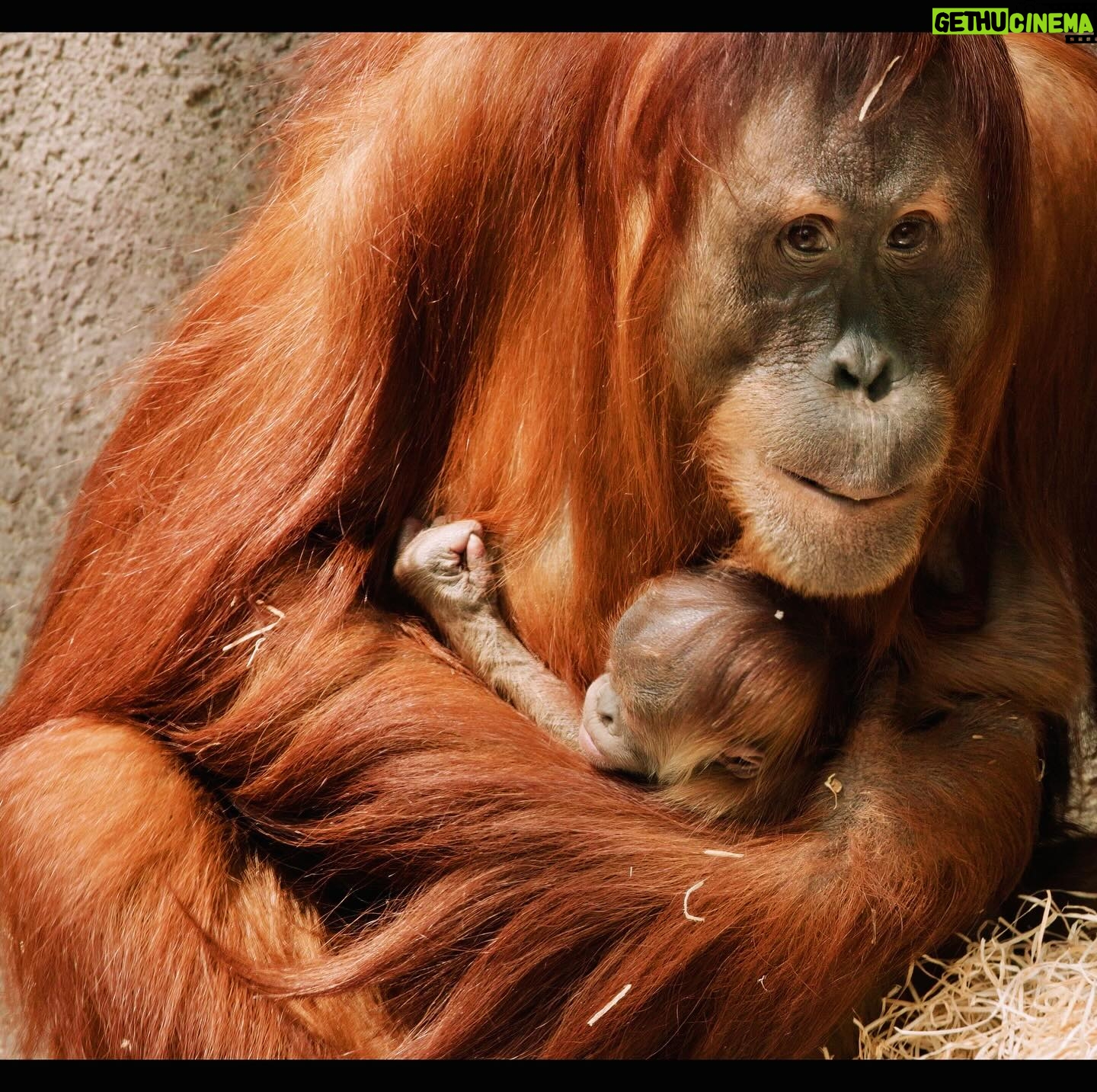 Jane Goodall Instagram - 🌿 *On the Road with Jane - Welcoming Baby Gorilla GAIA* 🦍 In an unforgettable moment at Prague Zoo (@zoopraha)Jane had the privilege of naming their newest gorilla baby, Gaia. Born in the zoo’s brand new gorilla enclosure, Gaia represents a beacon of hope for conservation. With gorillas facing dire threats in the wild, Prague Zoo’s successful captive breeding program stands as a testament to their commitment to safeguarding these majestic creatures. 🌱 Not only has the zoo welcomed Gaia, but also a charming baby orangutan and Siska, the delightful newborn pangolin. Join us in celebrating these precious new lives that, just in the spirit of Jane, represent hope for endangered species! 🐾 📸 @richardladkani & @malaika.pictures in collab with @ageofunion filming Jane on her global tour. 🎥 #GorillaConservation #PragueZoo #BabyGorilla #JaneGoodall #PragueZoo #JaneGoodallInstitute #AgeOfUnion #MalaikaPictures #RichardLadkani #WildlifeConservation