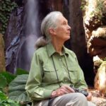 Jane Goodall Instagram - 💧🌈 This enchanting waterfall holds a special place in Dr. Jane Goodall's heart: Over the last 60 years, every time she returns to Gombe, she visits this beloved spot for renewal and connection with nature. 🔍 Gombe National Park is not only the site of Jane's groundbreaking research; it's a living legacy of ongoing studies. At JGI's Gombe Stream Research Center, dedicated researchers collect vital data daily, often staying at the center for weeks. This data undergoes meticulous analysis, sometimes taking years before it’s peer-reviewed and shared with the world. 🌍📚 🌟 You can be part of this extraordinary journey by becoming a Gombe Science Hero. Support our staff and contribute to groundbreaking research that changes how we see our world. Learn more — LINK IN BIO!