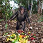 Jane Goodall Instagram - 🍌🐵 Did you know that almost 60% of a chimpanzee's diet consists of fruit (check out the last slide)? At JGI's Tchimpounga sanctuary, we ensure all our animals, including the chimpanzees, receive nutritious, well-balanced diets. And what’s even better? 🍈🍒 We source their fruit locally, supporting farmers in our community! By purchasing fruit from local growers, we not only provide top-notch care for our cherished animals but also support the local economy. 🌱🍉 It’s a perfect synergy of conservation and community support! A big thank you to all the local farmers who help make this possible. Your partnership is essential to our mission. 🌍💚 Want to help us continue this important work? Consider making a donation today. Your support helps us keep our sanctuary animals healthy and supports local communities too! 🙌 Check the link in our bio to contribute. 📷 Fernando Turmo Alt Text: Slide 1: A JGI employee unloads a crate of green bananas from a boat laden with fruits. Slide 2: A JGI employee is seen from the back with "Jane Goodall Institute Congo" emblazoned uniform. He is looking over at boats laden with fruits. Slide 3: Two boats filled to the brim with bananas, watermelon, and other fruits. Slide 4: A young chimpanzee with eyes widened in anticipation is excitedly tottering towards a delectable pile of fruits. . . . #Conservation #LocalFarming #Tchimpounga #WildlifeSanctuary #SupportLocal #JaneGoodall #JaneGoodallInstitute #JGI #Wildlife #WildlifeConservation #CommunityLed #Conservation #Tchimpounga #Conservation #WildlifeProtection #Biodiversity