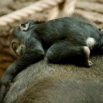 Jane Goodall Instagram – 🌿 *On the Road with Jane – Welcoming Baby Gorilla GAIA* 🦍
In an unforgettable moment at Prague Zoo (@zoopraha)Jane had the privilege of naming their newest gorilla baby, Gaia. Born in the zoo’s brand new gorilla enclosure, Gaia represents a beacon of hope for conservation. With gorillas facing dire threats in the wild, Prague Zoo’s successful captive breeding program stands as a testament to their commitment to safeguarding these majestic creatures. 🌱
Not only has the zoo welcomed Gaia, but also a charming baby orangutan and Siska, the delightful newborn pangolin.
Join us in celebrating these precious new lives that, just in the spirit of Jane, represent hope for endangered species! 🐾
📸 @richardladkani & @malaika.pictures in collab with @ageofunion filming Jane on her global tour. 🎥
#GorillaConservation #PragueZoo #BabyGorilla
#JaneGoodall
#PragueZoo #JaneGoodallInstitute
#AgeOfUnion
#MalaikaPictures
#RichardLadkani
#WildlifeConservation