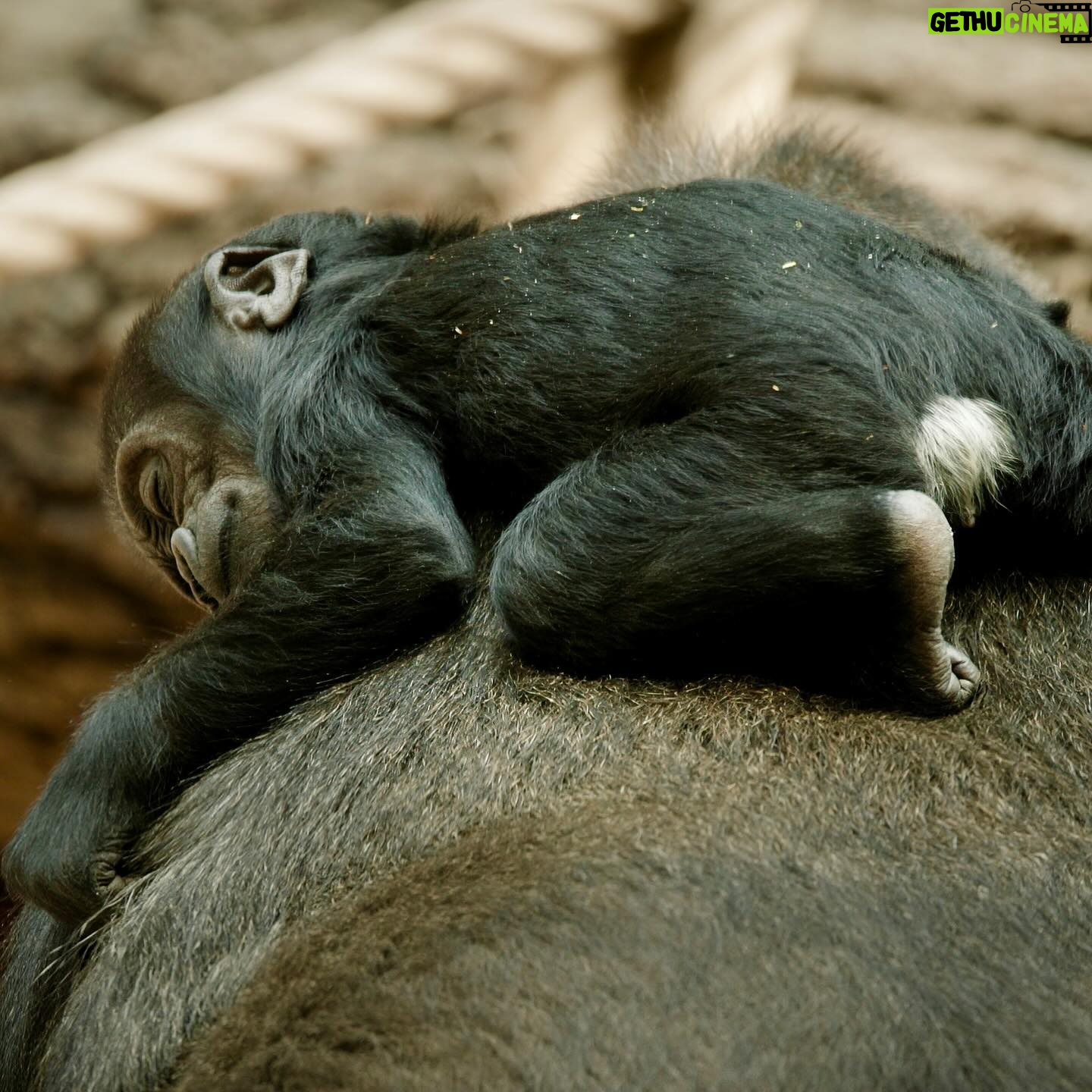 Jane Goodall Instagram - 🌿 *On the Road with Jane - Welcoming Baby Gorilla GAIA* 🦍 In an unforgettable moment at Prague Zoo (@zoopraha)Jane had the privilege of naming their newest gorilla baby, Gaia. Born in the zoo’s brand new gorilla enclosure, Gaia represents a beacon of hope for conservation. With gorillas facing dire threats in the wild, Prague Zoo’s successful captive breeding program stands as a testament to their commitment to safeguarding these majestic creatures. 🌱 Not only has the zoo welcomed Gaia, but also a charming baby orangutan and Siska, the delightful newborn pangolin. Join us in celebrating these precious new lives that, just in the spirit of Jane, represent hope for endangered species! 🐾 📸 @richardladkani & @malaika.pictures in collab with @ageofunion filming Jane on her global tour. 🎥 #GorillaConservation #PragueZoo #BabyGorilla #JaneGoodall #PragueZoo #JaneGoodallInstitute #AgeOfUnion #MalaikaPictures #RichardLadkani #WildlifeConservation