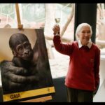 Jane Goodall Instagram – 🌿 *On the Road with Jane – Welcoming Baby Gorilla GAIA* 🦍
In an unforgettable moment at Prague Zoo (@zoopraha)Jane had the privilege of naming their newest gorilla baby, Gaia. Born in the zoo’s brand new gorilla enclosure, Gaia represents a beacon of hope for conservation. With gorillas facing dire threats in the wild, Prague Zoo’s successful captive breeding program stands as a testament to their commitment to safeguarding these majestic creatures. 🌱
Not only has the zoo welcomed Gaia, but also a charming baby orangutan and Siska, the delightful newborn pangolin.
Join us in celebrating these precious new lives that, just in the spirit of Jane, represent hope for endangered species! 🐾
📸 @richardladkani & @malaika.pictures in collab with @ageofunion filming Jane on her global tour. 🎥
#GorillaConservation #PragueZoo #BabyGorilla
#JaneGoodall
#PragueZoo #JaneGoodallInstitute
#AgeOfUnion
#MalaikaPictures
#RichardLadkani
#WildlifeConservation