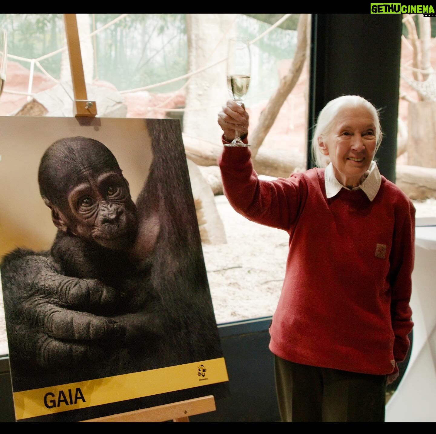 Jane Goodall Instagram - 🌿 *On the Road with Jane - Welcoming Baby Gorilla GAIA* 🦍 In an unforgettable moment at Prague Zoo (@zoopraha)Jane had the privilege of naming their newest gorilla baby, Gaia. Born in the zoo’s brand new gorilla enclosure, Gaia represents a beacon of hope for conservation. With gorillas facing dire threats in the wild, Prague Zoo’s successful captive breeding program stands as a testament to their commitment to safeguarding these majestic creatures. 🌱 Not only has the zoo welcomed Gaia, but also a charming baby orangutan and Siska, the delightful newborn pangolin. Join us in celebrating these precious new lives that, just in the spirit of Jane, represent hope for endangered species! 🐾 📸 @richardladkani & @malaika.pictures in collab with @ageofunion filming Jane on her global tour. 🎥 #GorillaConservation #PragueZoo #BabyGorilla #JaneGoodall #PragueZoo #JaneGoodallInstitute #AgeOfUnion #MalaikaPictures #RichardLadkani #WildlifeConservation