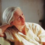Jane Goodall Instagram - 🎉🎂 HAPPY 90TH BIRTHDAY, JANE! 🎂🎉 From your groundbreaking observations of chimpanzees to your current work as a global conservation advocate, you inspire hope and transform it into action 💚 🌎 Across oceans and continents, each Jane Goodall Institute chapter joins hands to celebrate the extraordinary woman who sparked a global movement for conservation and compassion. Here’s to your special day, filled with love, laughter, and endless inspiration! 📷 Sheri Determan, Courtesy of the Goodall Family, Judy Goodall, Jane Goodall, Hugo Van Lawick, JGI, Kathrin Simon, Michael Neugebauer, Rob Sassor, Stephanie S. Cordle/UMD, Stephen Lihedule, Courtesy of Animal Planet/Tigress Productions #GoodAllDay #JaneAt90 #JaneGoodall #JaneGoodallInstitute #BecauseOfJane #Birthday #90thBirthday #HopeIntoAction #TakeBoldAction #GlobalCommunity #Activism #Inspired #GlobalParty