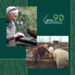 Jane Goodall Instagram - 🎉🎂 HAPPY 90TH BIRTHDAY, JANE! 🎂🎉 From your groundbreaking observations of chimpanzees to your current work as a global conservation advocate, you inspire hope and transform it into action 💚 🌎 Across oceans and continents, each Jane Goodall Institute chapter joins hands to celebrate the extraordinary woman who sparked a global movement for conservation and compassion. Here’s to your special day, filled with love, laughter, and endless inspiration! 📷 Sheri Determan, Courtesy of the Goodall Family, Judy Goodall, Jane Goodall, Hugo Van Lawick, JGI, Kathrin Simon, Michael Neugebauer, Rob Sassor, Stephanie S. Cordle/UMD, Stephen Lihedule, Courtesy of Animal Planet/Tigress Productions #GoodAllDay #JaneAt90 #JaneGoodall #JaneGoodallInstitute #BecauseOfJane #Birthday #90thBirthday #HopeIntoAction #TakeBoldAction #GlobalCommunity #Activism #Inspired #GlobalParty