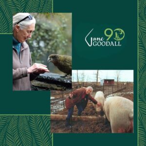 Jane Goodall Instagram - 🎉🎂 HAPPY 90TH BIRTHDAY, JANE! 🎂🎉

From your groundbreaking observations of chimpanzees to your current work as a global conservation advocate, you inspire hope and transform it into action 💚

🌎 Across oceans and continents, each Jane Goodall Institute chapter joins hands to celebrate the extraordinary woman who sparked a global movement for conservation and compassion. Here’s to your special day, filled with love, laughter, and endless inspiration!

📷 Sheri Determan, Courtesy of the Goodall Family, Judy Goodall, Jane Goodall, Hugo Van Lawick, JGI, Kathrin Simon, Michael Neugebauer, Rob Sassor, Stephanie S. Cordle/UMD, Stephen Lihedule, Courtesy of Animal Planet/Tigress Productions 

#GoodAllDay #JaneAt90 #JaneGoodall #JaneGoodallInstitute #BecauseOfJane #Birthday #90thBirthday #HopeIntoAction #TakeBoldAction #GlobalCommunity #Activism #Inspired #GlobalParty