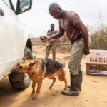Jane Goodall Instagram - 🦮🐾 These canines are helping us sniff out illegal wildlife trade! The Jane Goodall Institute’s Canine Detection Unit is part of a "triangle approach" that JGI staff at Tchimpounga Sanctuary use to address this threat. In addition to best-in-class captive animal welfare, and community outreach and education, working with local law enforcement helps us keep our sanctuary inhabitants and surrounding wildlife safe. JGI canine trainers teach these dogs to identify evidence of illegal wildlife crime and other dangerous/illegal items, utilizing their incredible heightened sense of smell. We are always working to improve our training methods to combat wildlife trafficking! In 2023, a new scent was introduced to this powerful team: the gray parrot. This is an increasingly exploited species often transported in closed containers. By the end of the year three of the four dogs mastered the skill of detecting parrot feathers! 🦜🪶 Meet one of these talented canines, Kivuli, and her trainer, Arsene — LINK IN BIO 📸 credit: JGI/Fernando Turmo . . . . . #dogsofinstagram #birdsofinstagram #snifferdogs #caninedetectionunit #wildlifetrade #wildlifecrime #wildlifetrafficking #grayparrot #janegoodall #janegoodallinstitute #chimpanzees #conservation #nonprofit #chimpanzeeconservation #interconnected #communityledconservation #communityconservation #wildlife #africanwildlife #tacare